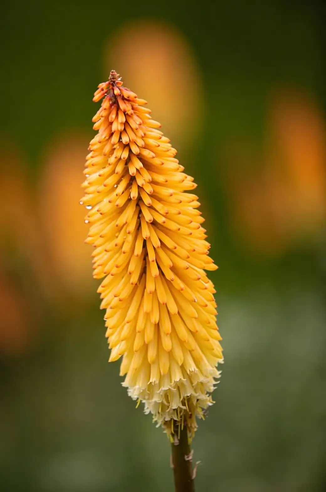 red hot poker flower spike close-up