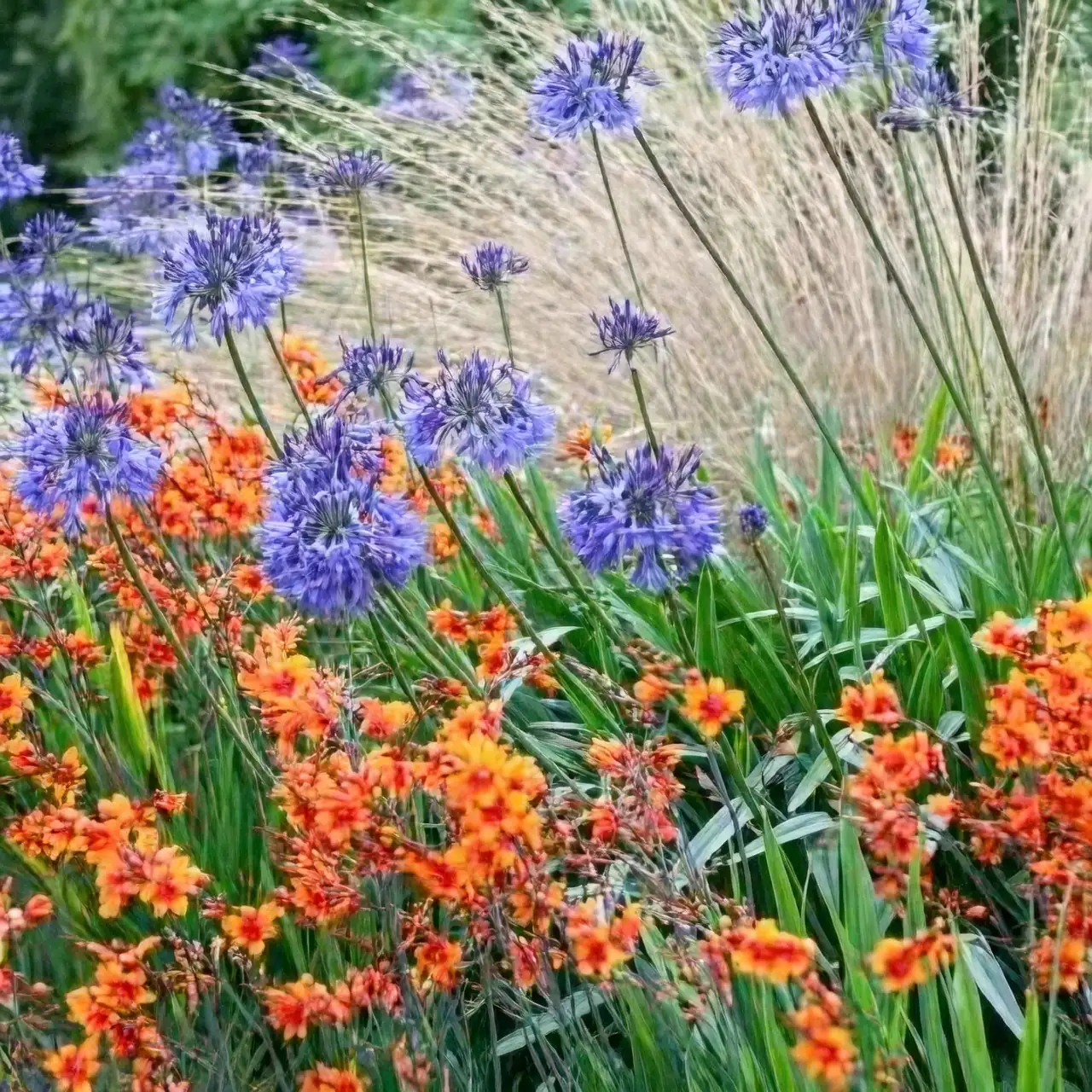 red hot poker salvia crocosmia border