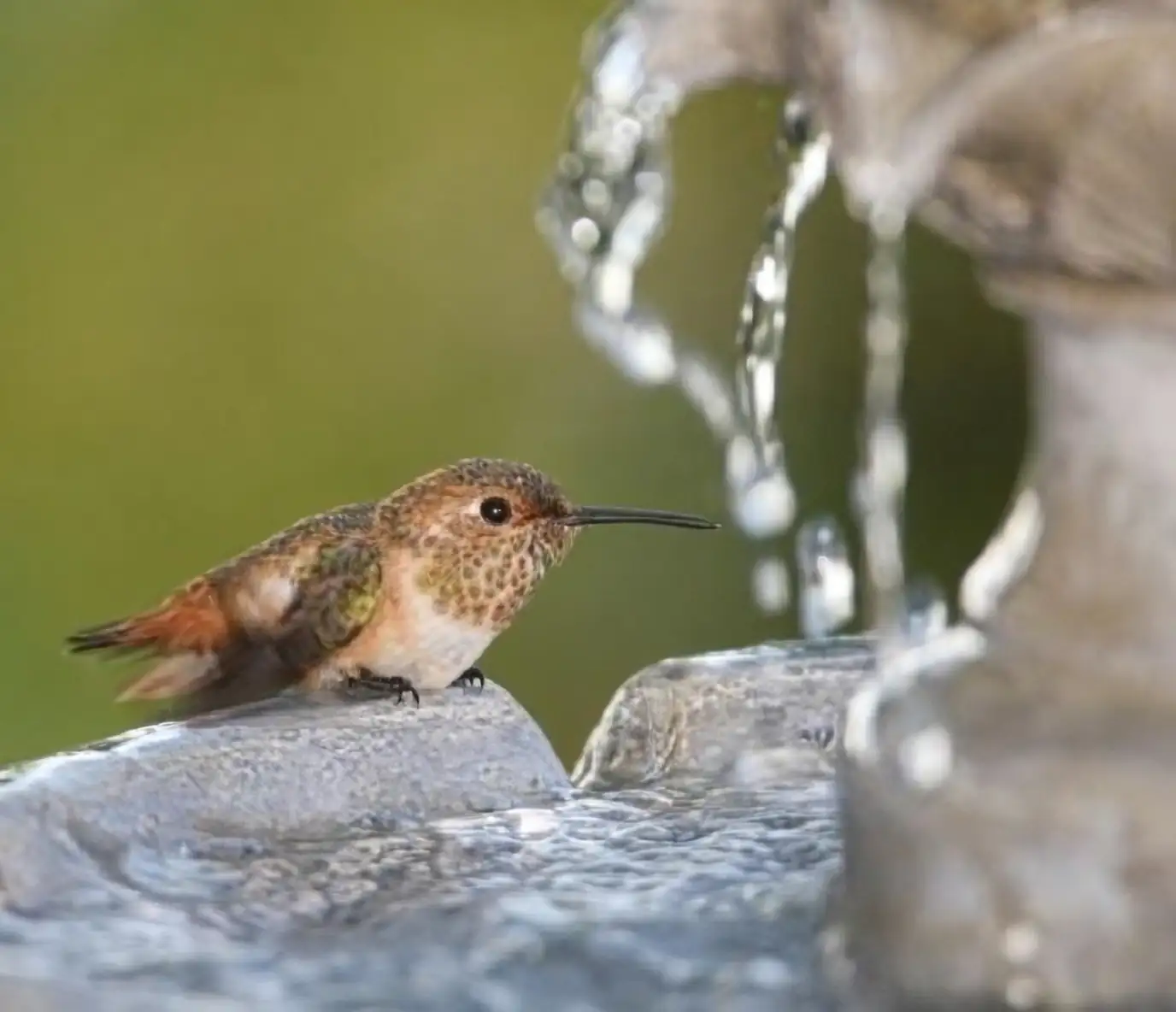 hummingbird shallow water bubbler basin