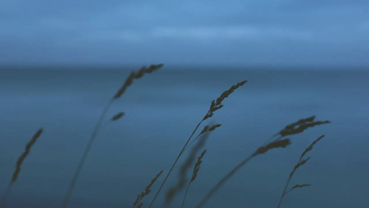 Salt Spray, Sizzling Sun: Designing Drought‑Smart Coastal Gardens with Kniphofia