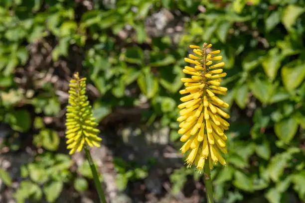 kniphofia flower spike close-up