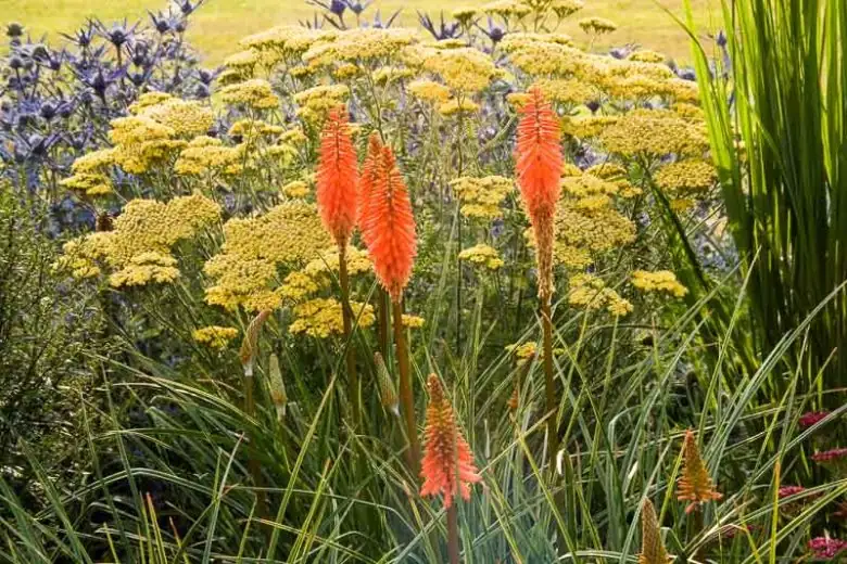 kniphofia with eryngium blue fescue