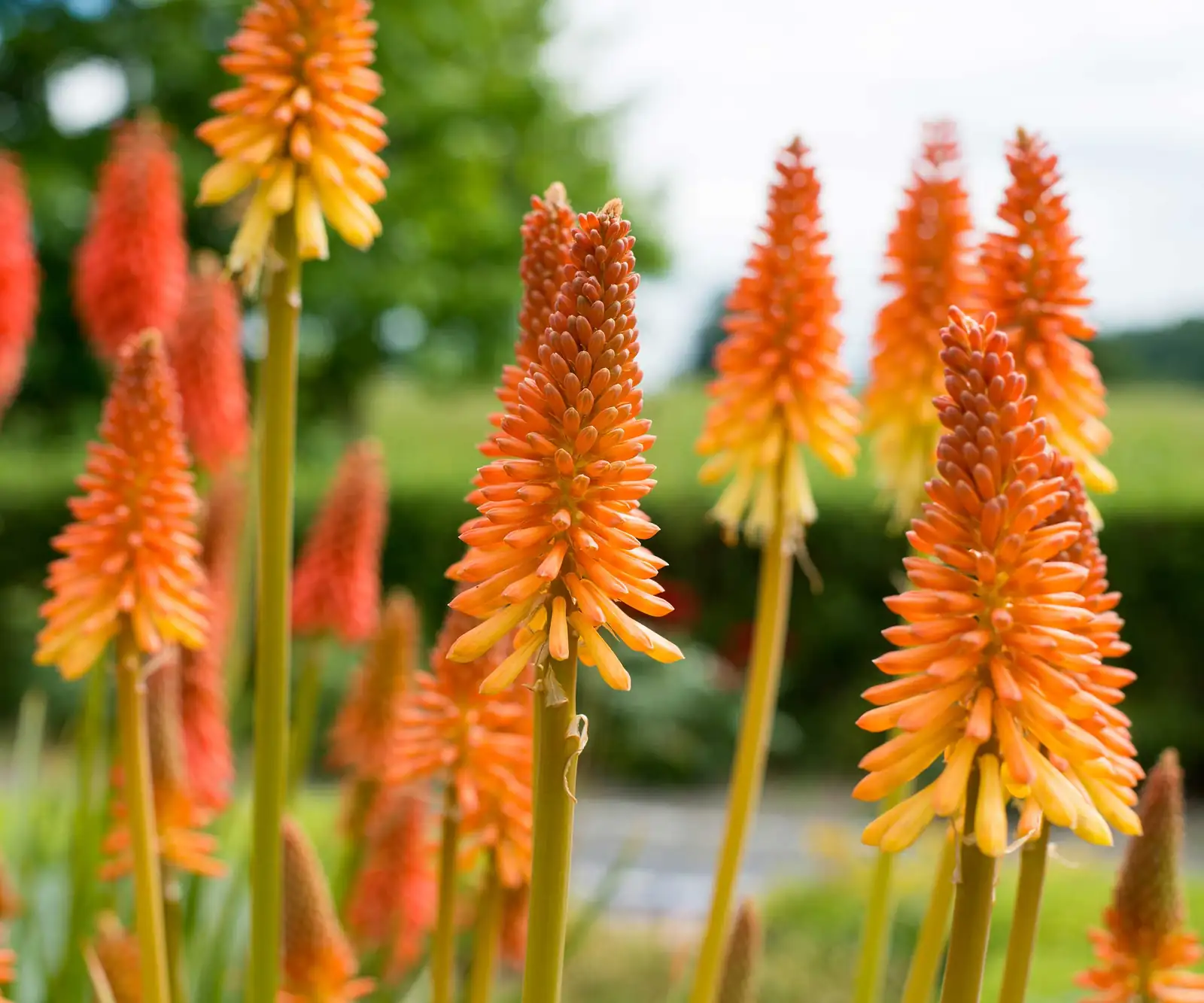 red hot poker pot with feet