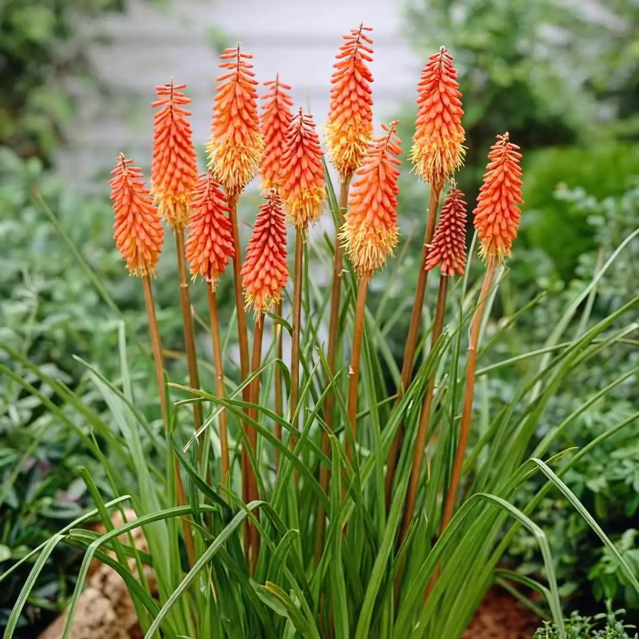 red hot poker gritty potting mix