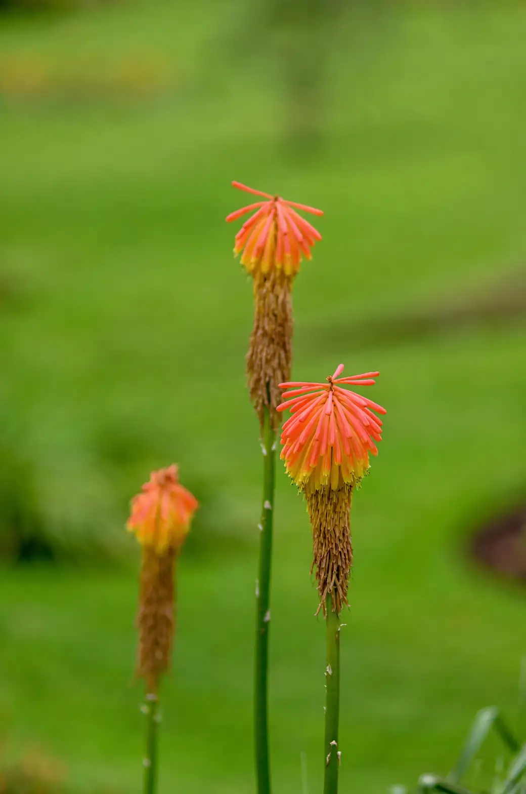 red hot poker crown planting close-up