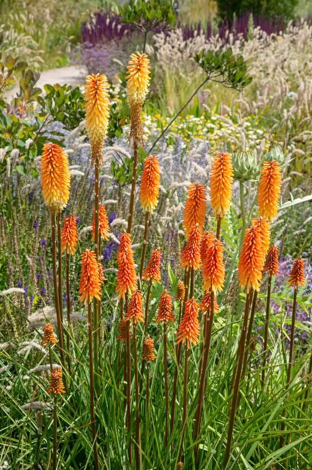 The Year of the Torch: Month‑by‑Month Care Calendar for Kniphofia uvaria