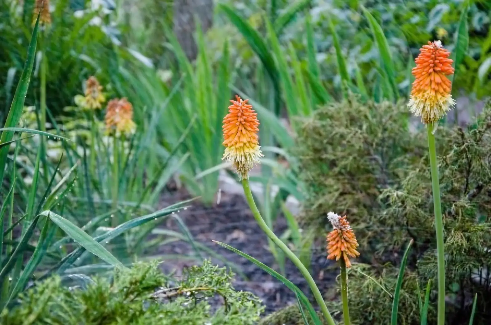 red hot poker division roots close-up