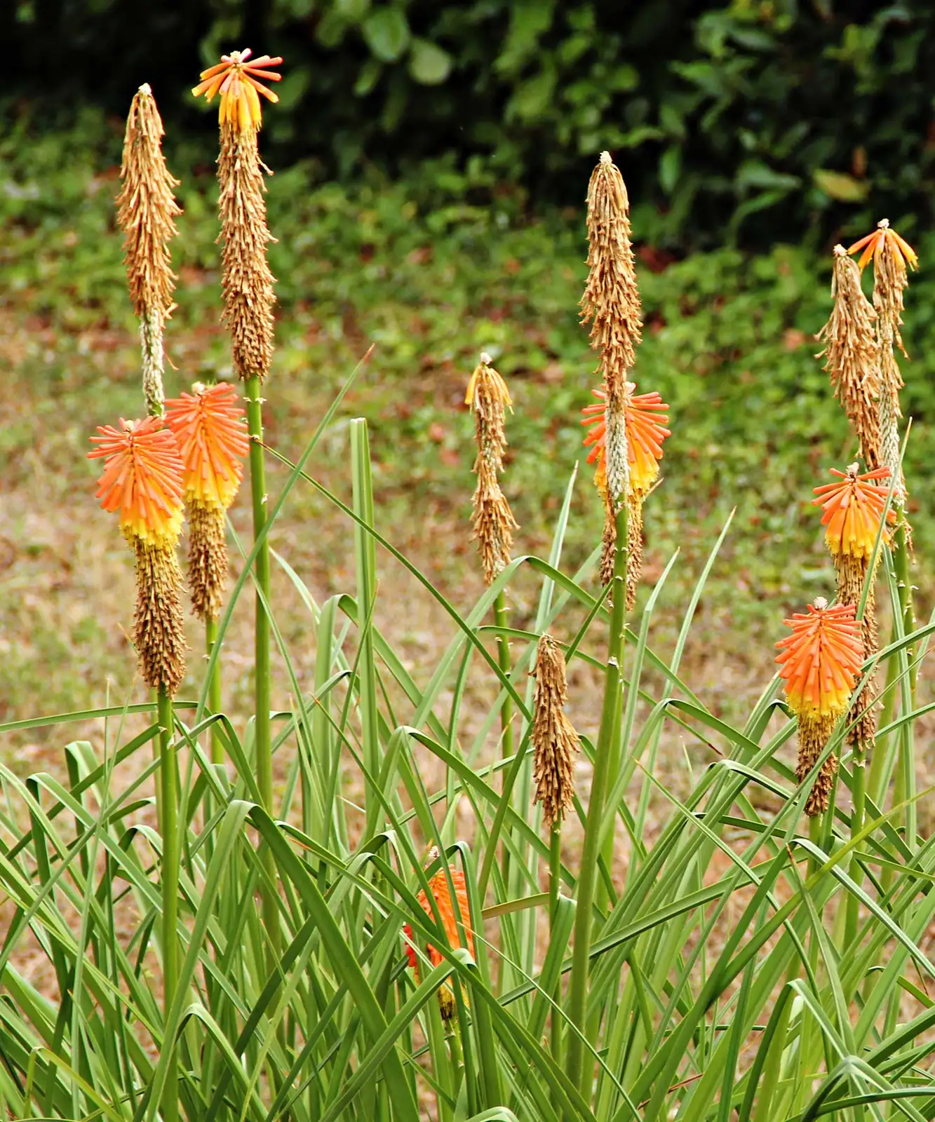 red hot poker deadheading pruners