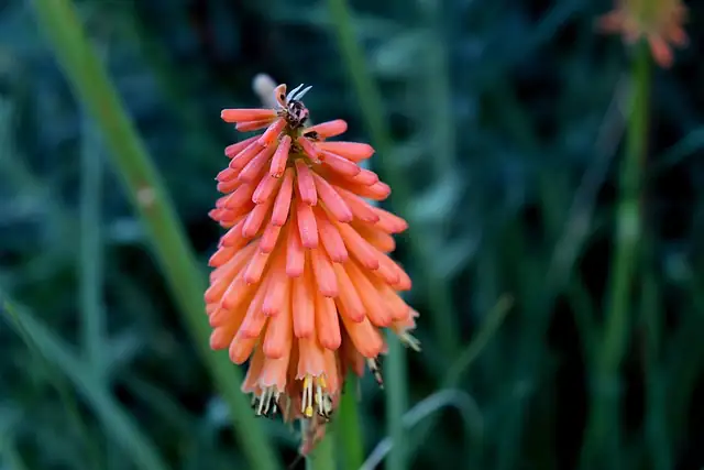red hot poker stem trimming hands
