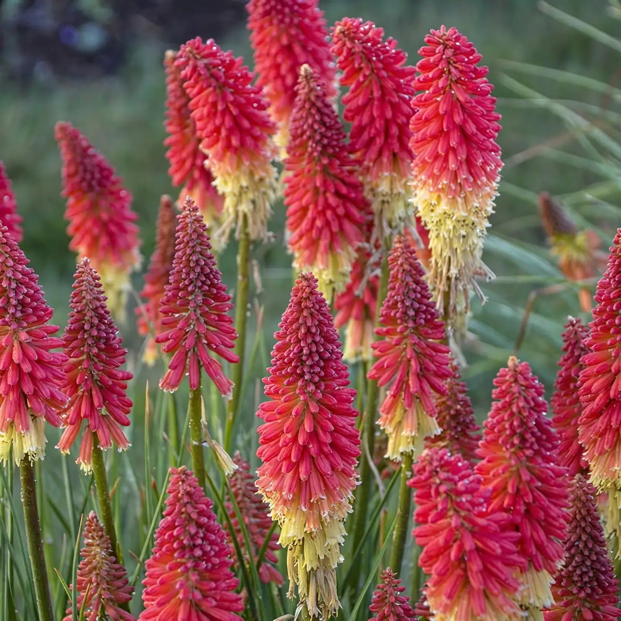 red hot poker stems in warm water