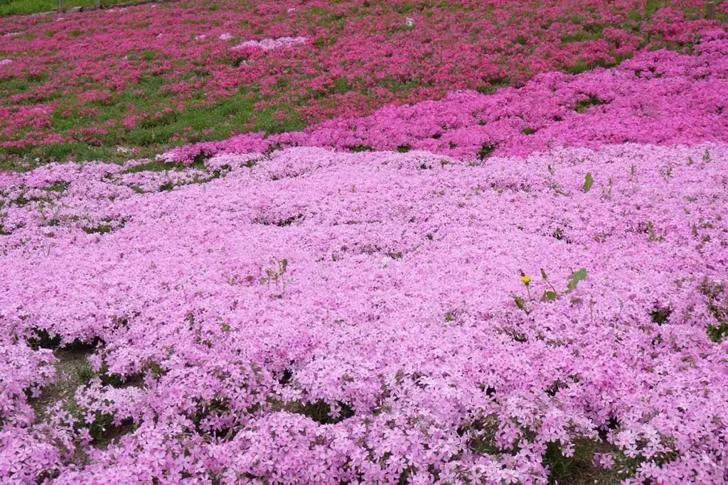 100 Days of Color: The Sun-Chaser’s Guide to Annual Phlox Care