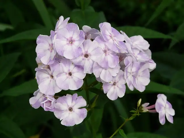 annual phlox deadheading with pruners