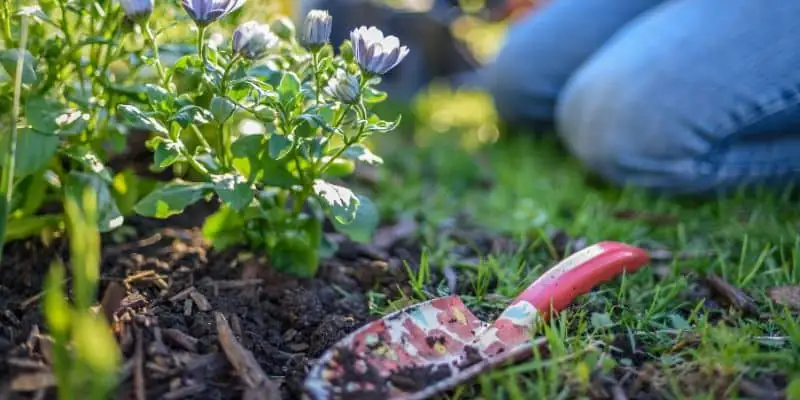 annual phlox garden spacing measuring tape
