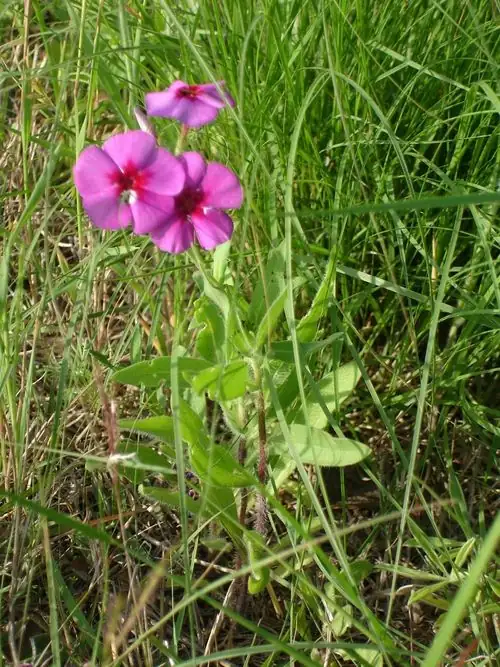 From Texas Wildfire to Cottage-Garden Star: The Road Trip of Phlox drummondii