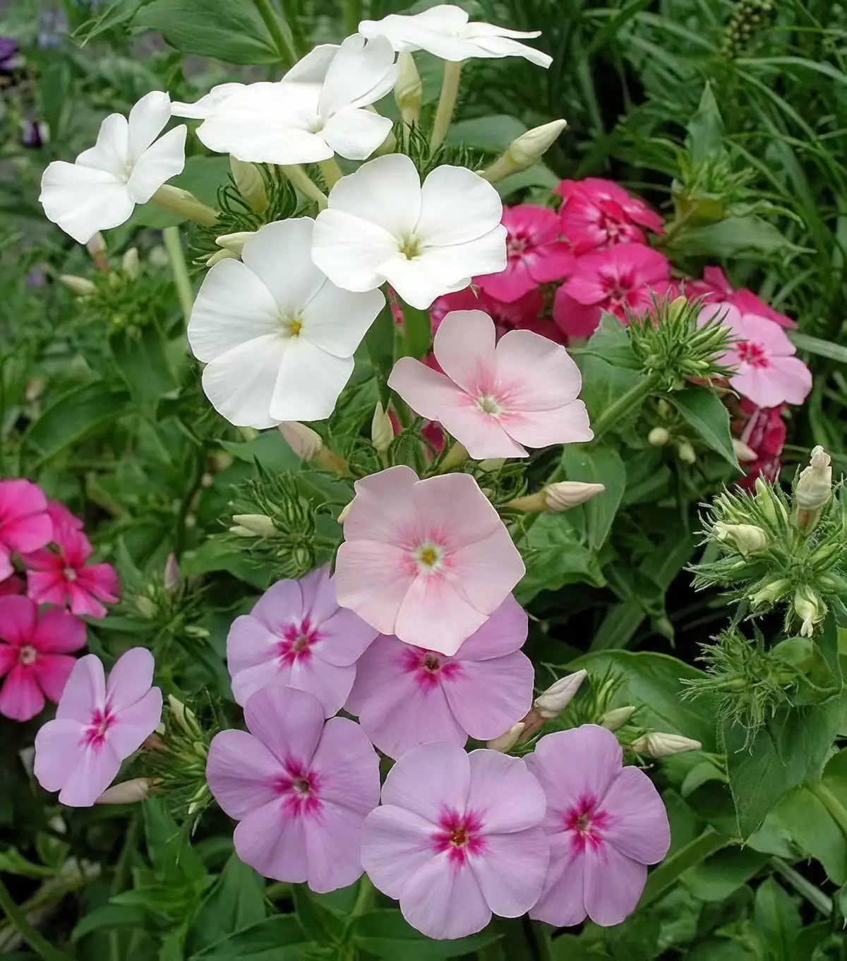 phlox drummondii flower close-up