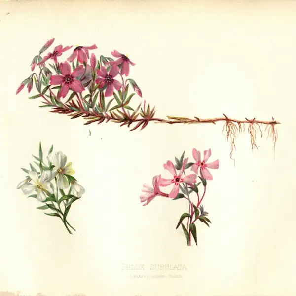 phlox drummondii botanical illustration vintage