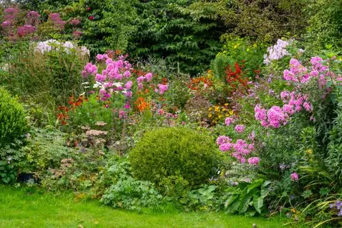phlox drummondii cottage garden border