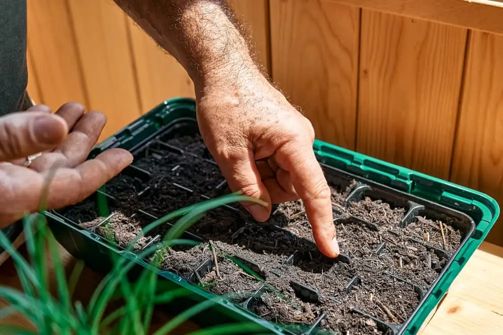 phlox drummondii seed sowing tray