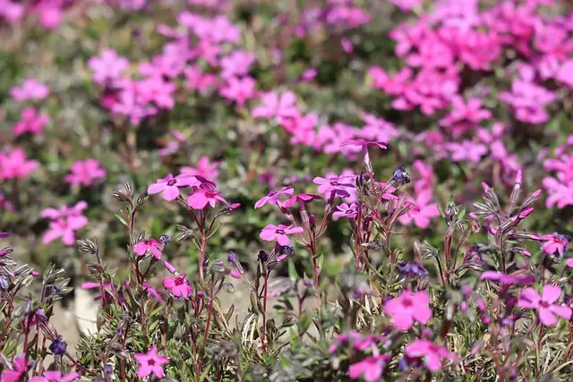 annual phlox cottage garden border
