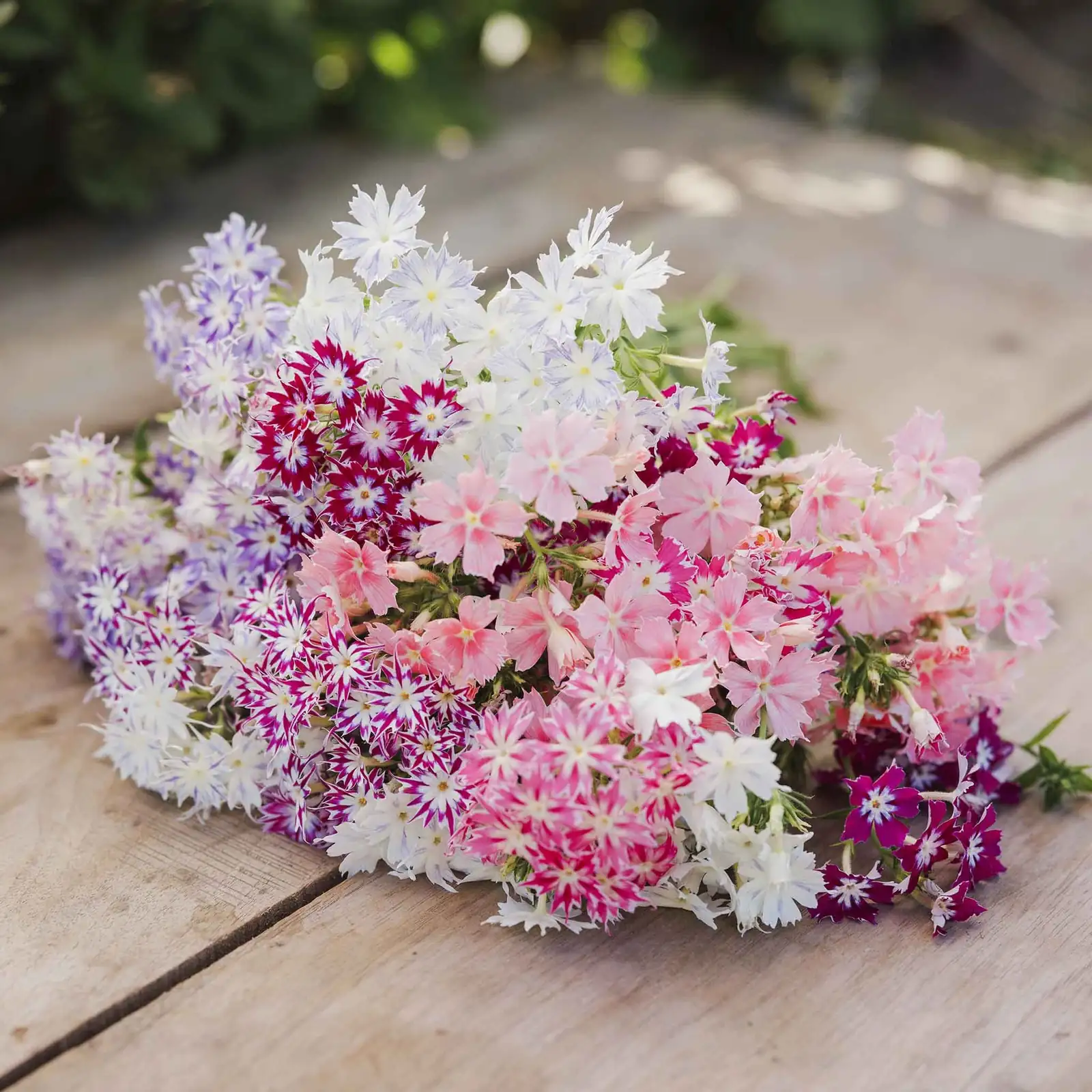 annual phlox bicolor flowers mix