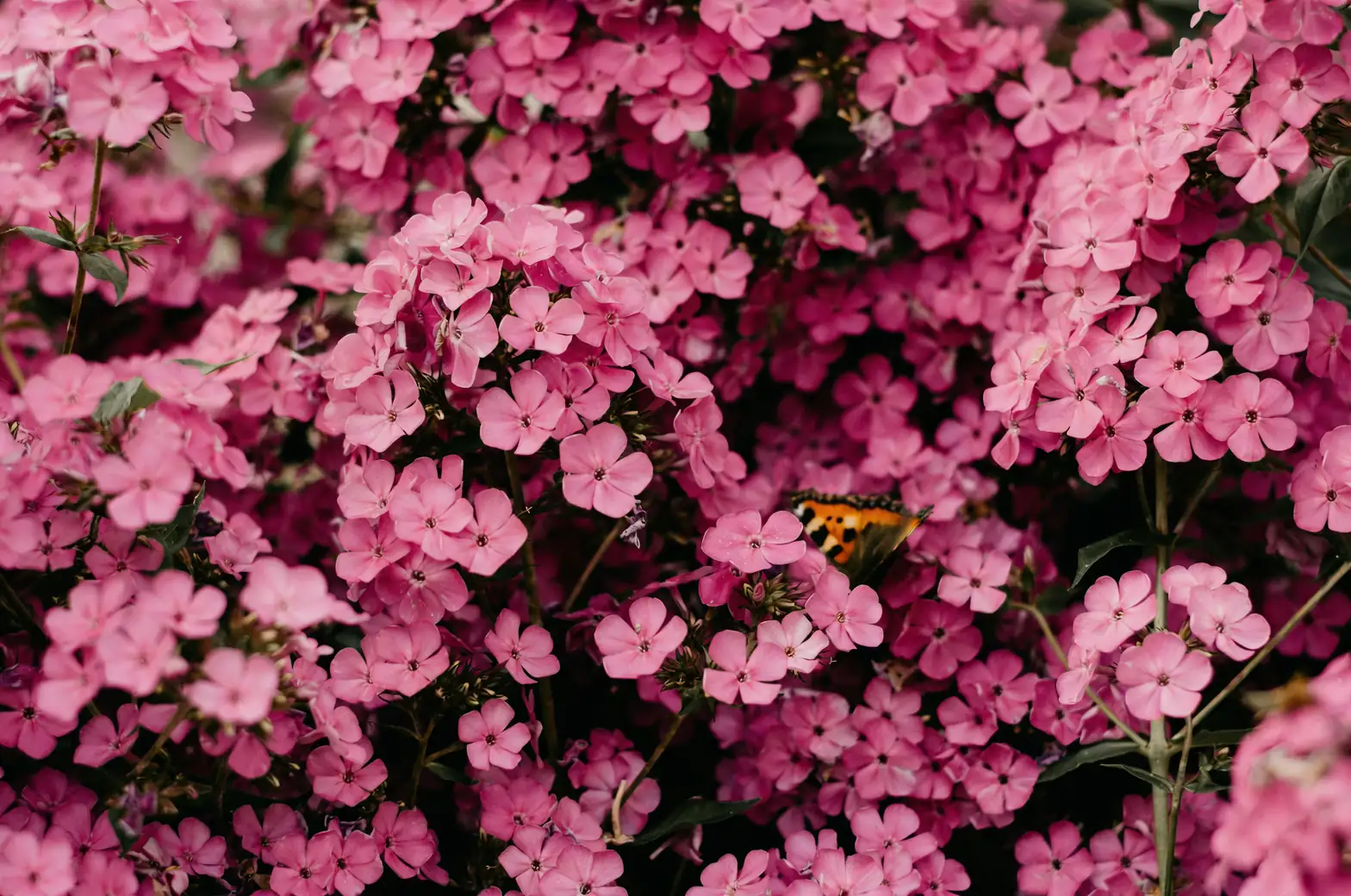 What Does Phlox Whisper? The Flower-Language Story of Harmony, From Victorian Parlors to Today