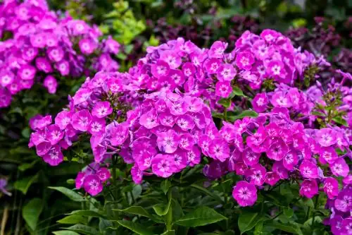 annual phlox flower cluster close-up