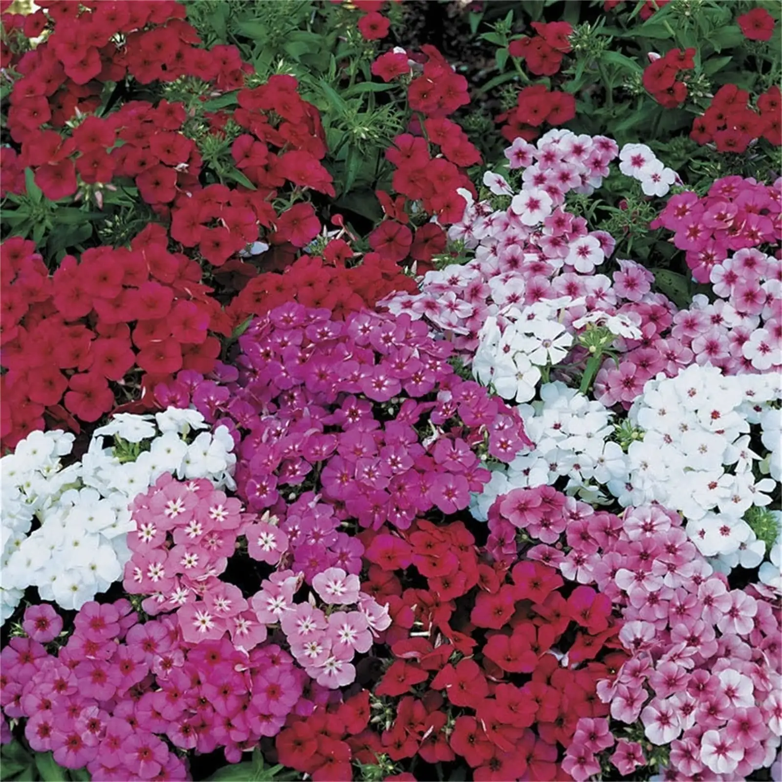 annual phlox mixed colors bed
