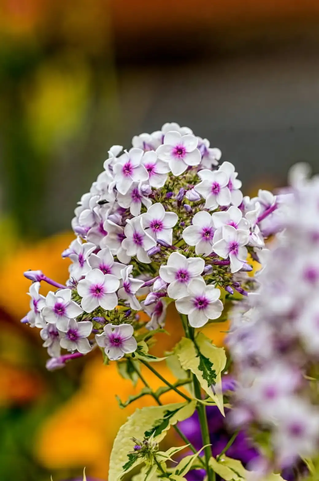 white pink phlox bridal bouquet