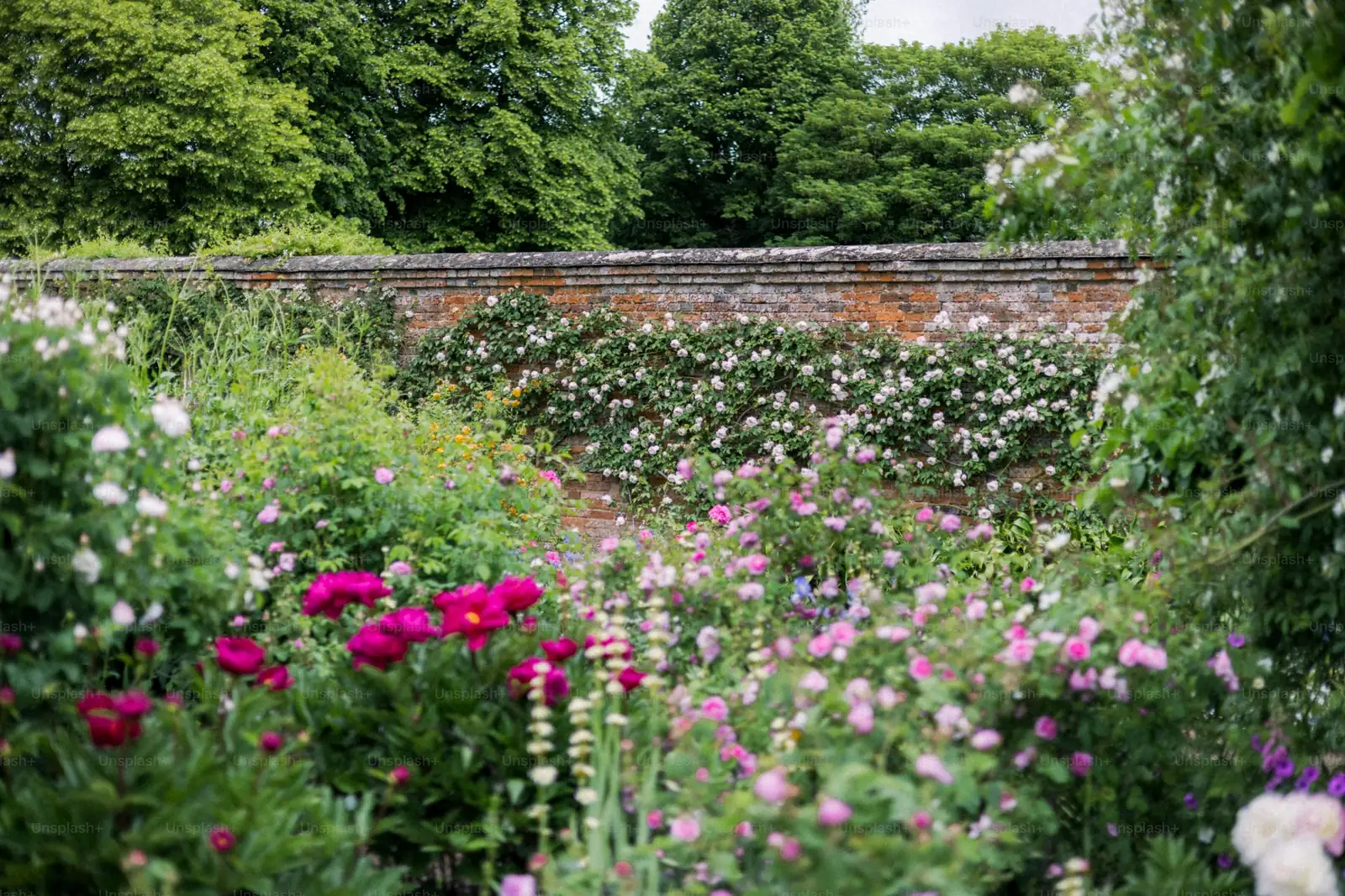Seed to Street-Style Color: The Ultimate Annual Phlox Sowing and Pinching Masterclass