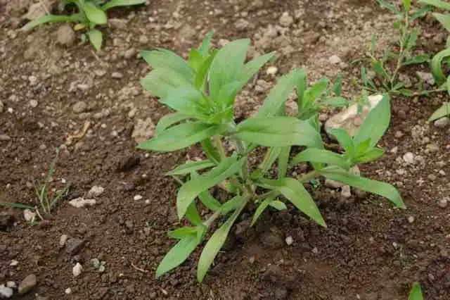 annual phlox pinching tips hand