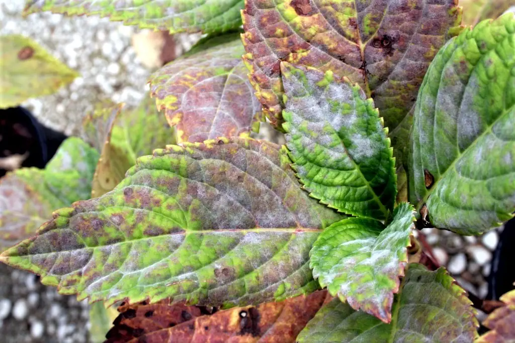 annual phlox powdery mildew leaves
