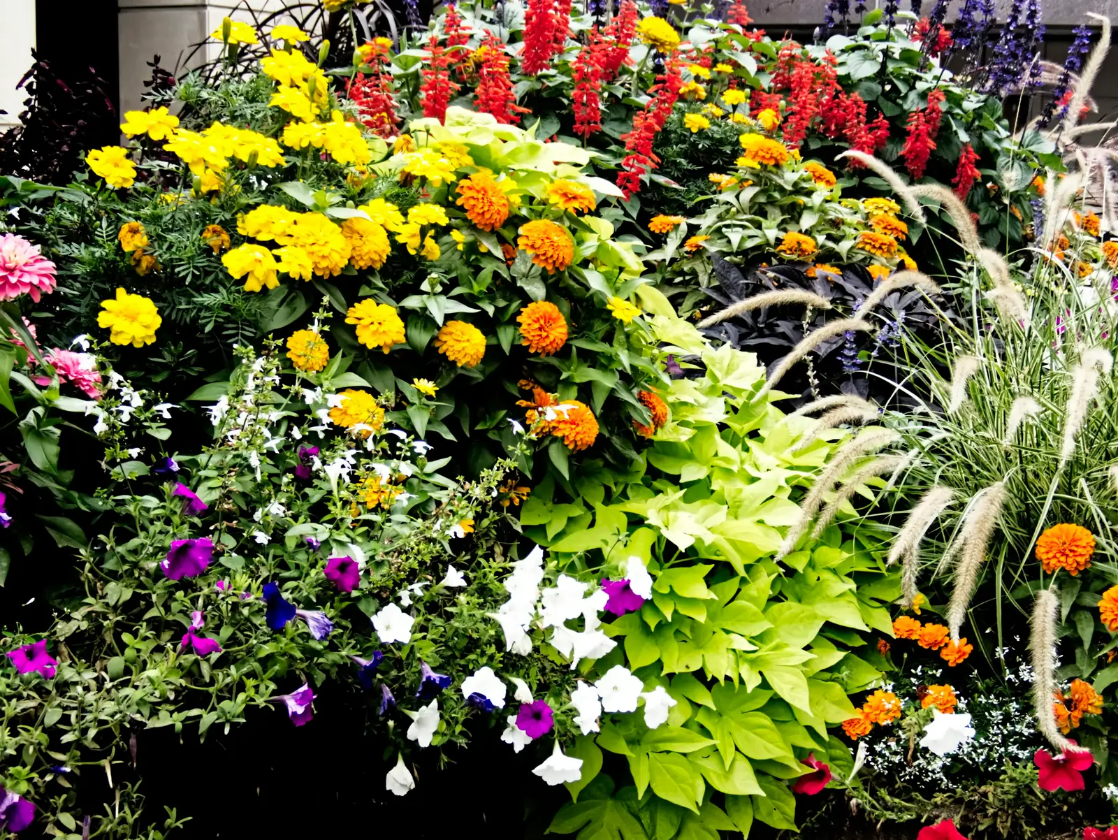 Balcony Fireworks: Container Recipes That Make Annual Phlox Pop