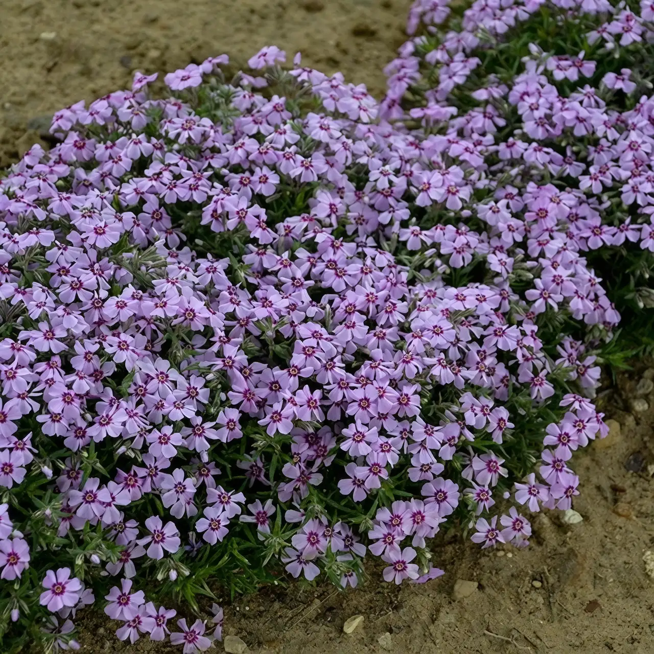 annual phlox watering at soil line