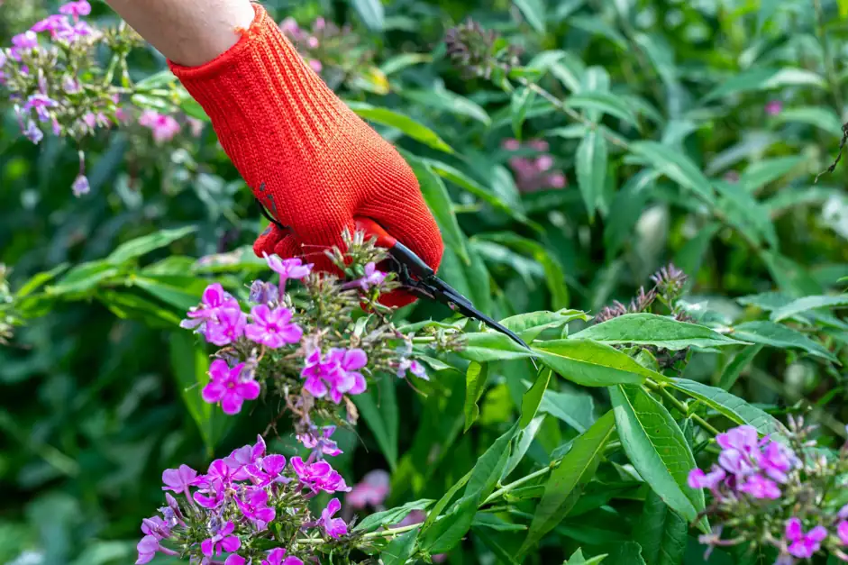 annual phlox cutting stems snips