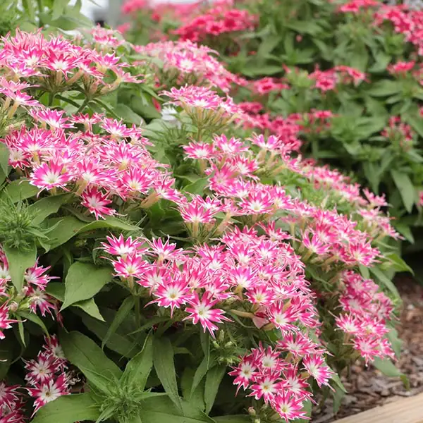 Butterfly Block Party: Pair Annual Phlox With Nectar-Rich Allies for Nonstop Action