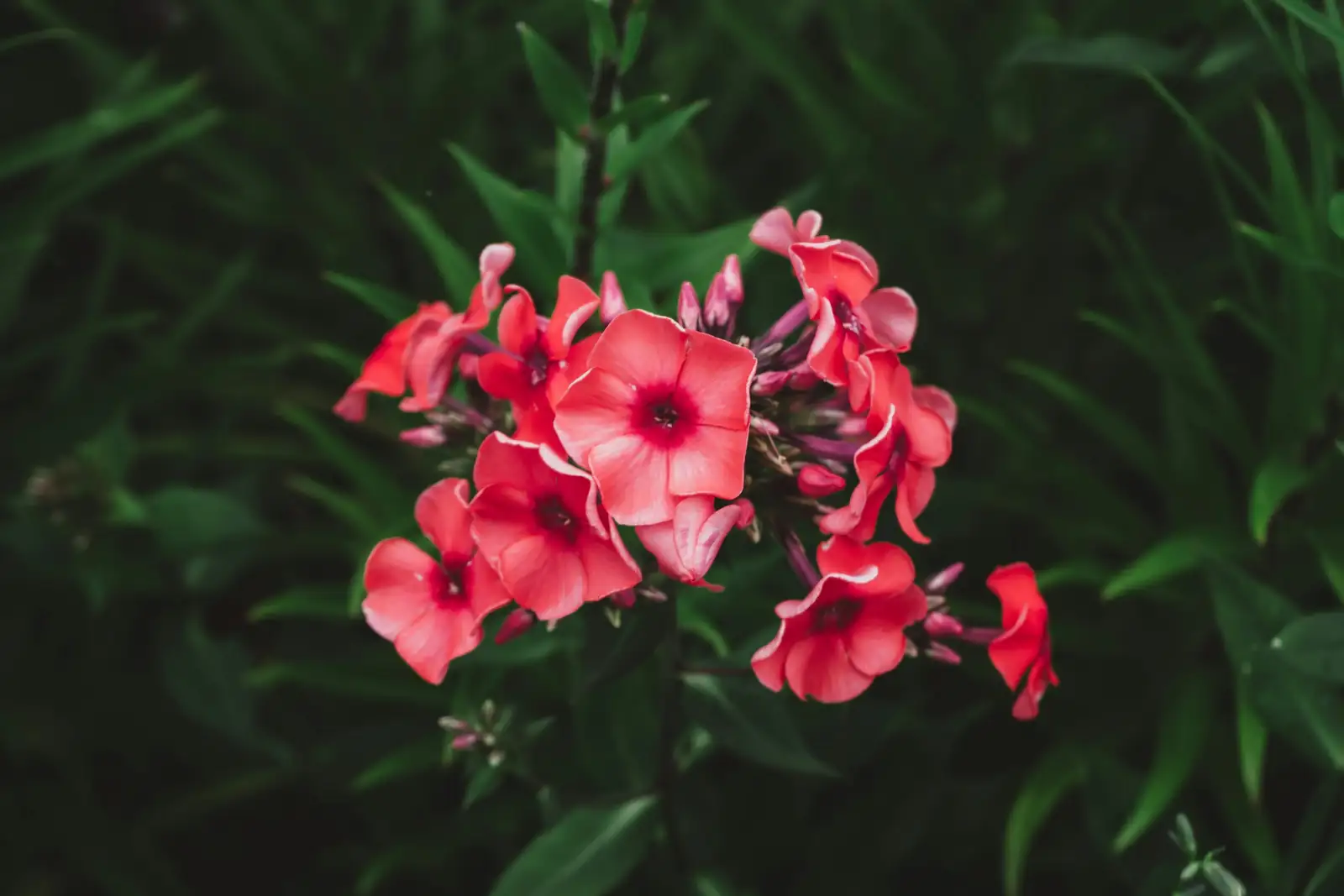 annual phlox flower cluster close-up