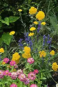phlox with salvia and zinnias