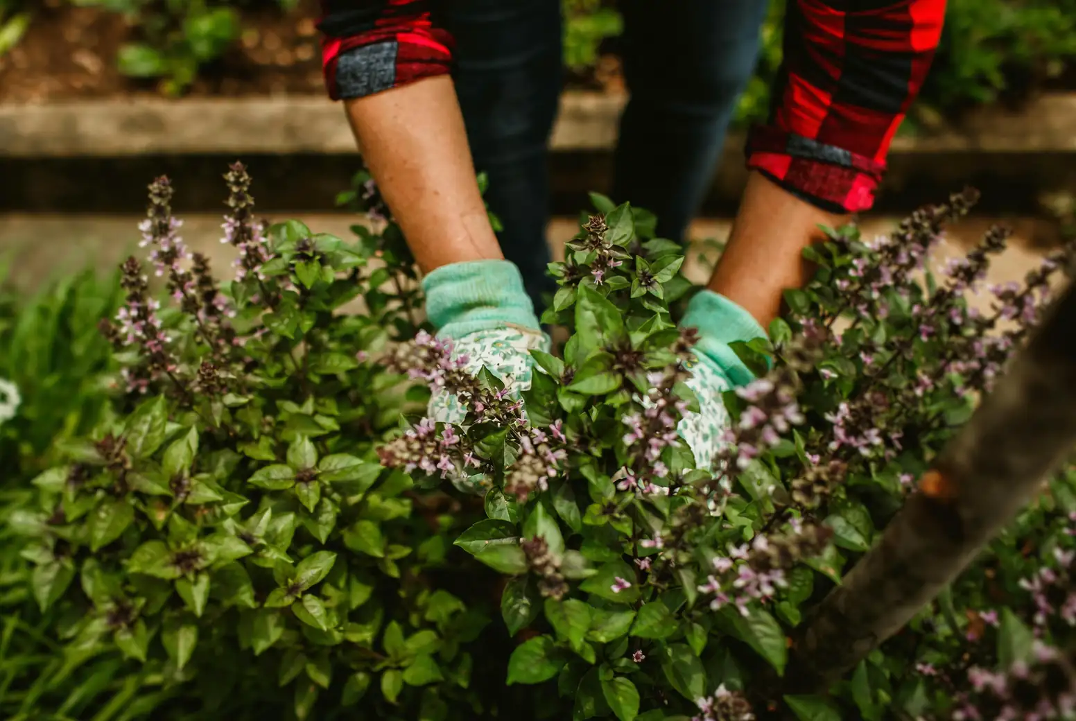 deadheading annual phlox garden hands