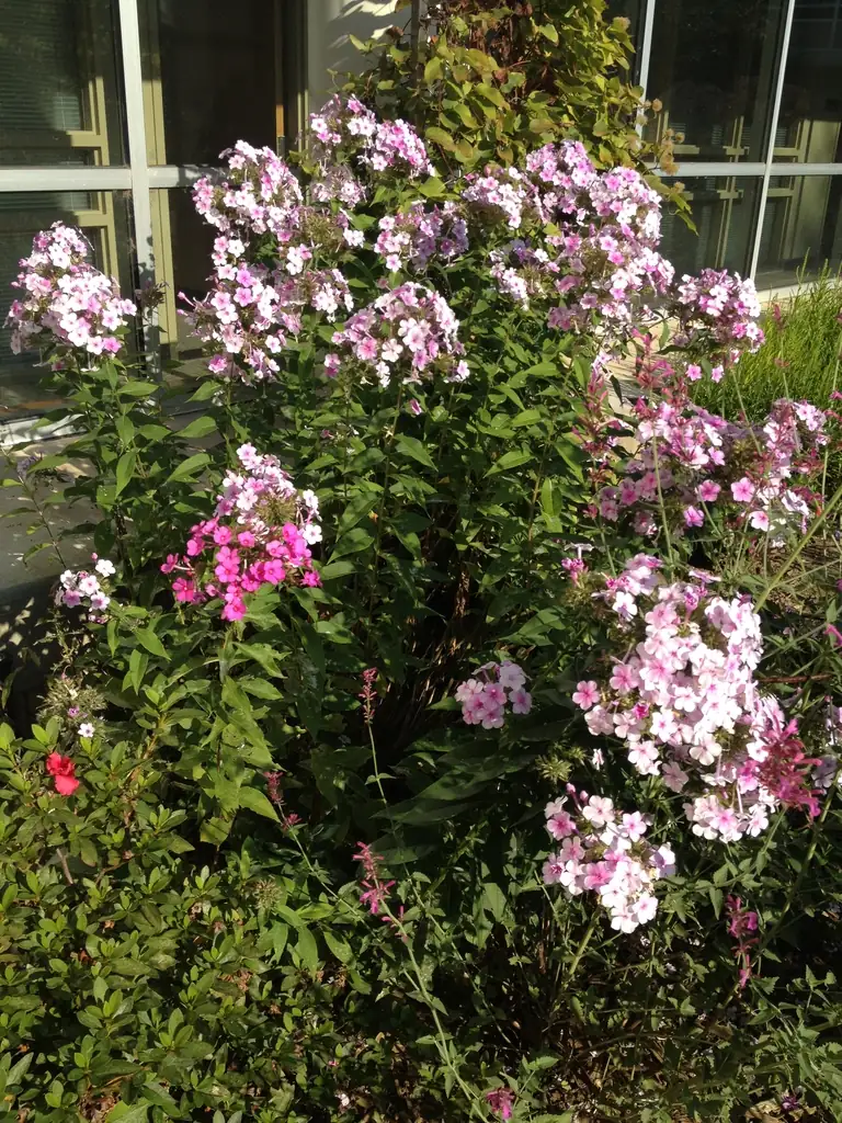 Too Hot to Handle? Keep Annual Phlox Happy Through Heat Waves