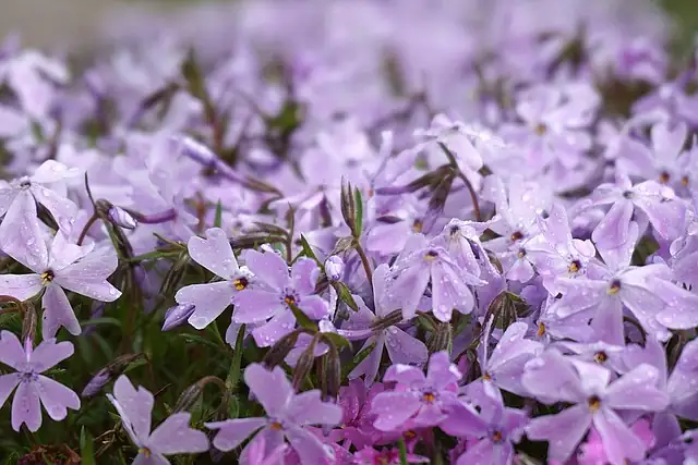 annual phlox shade cloth afternoon