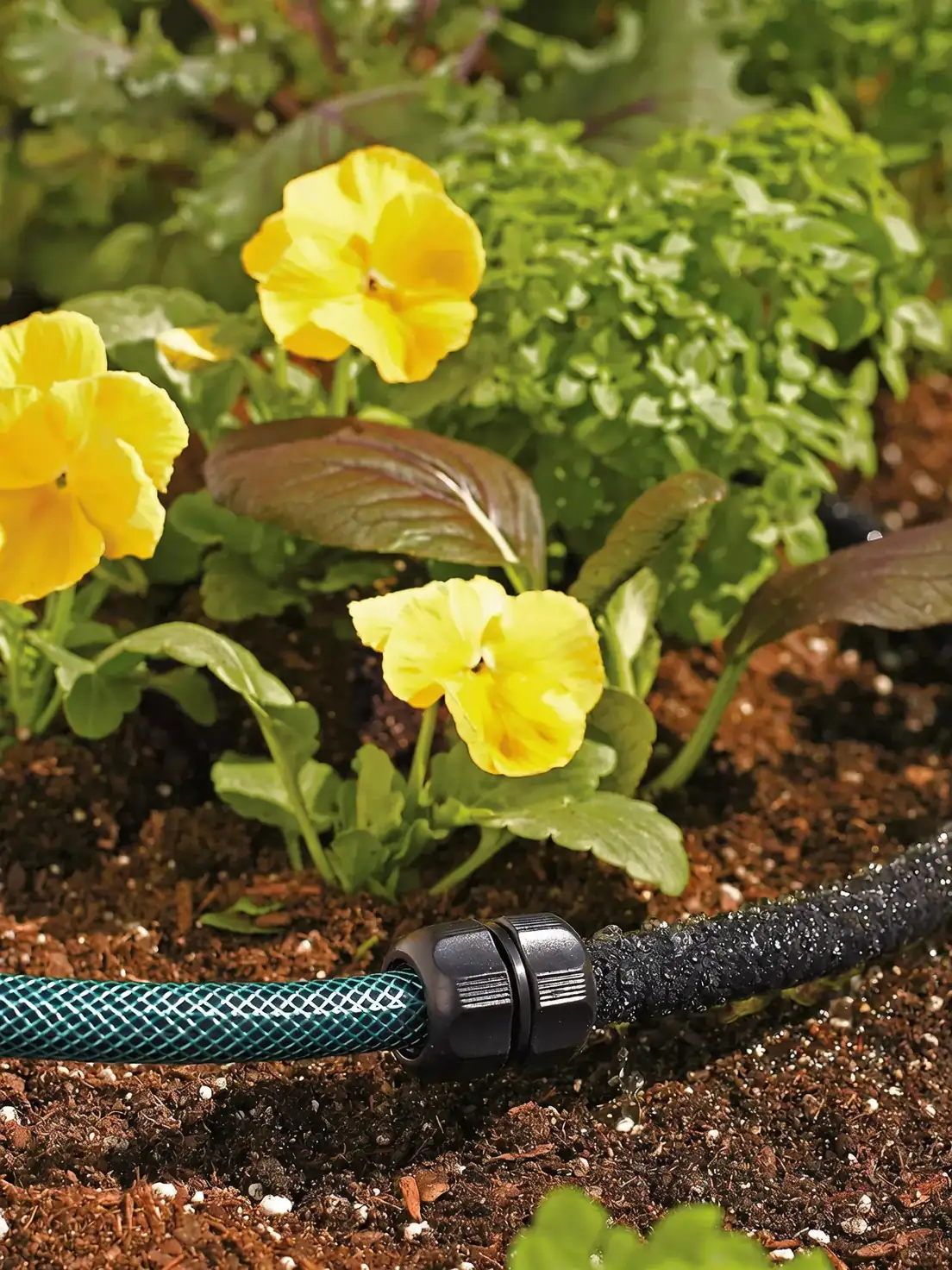 annual phlox soaker hose watering