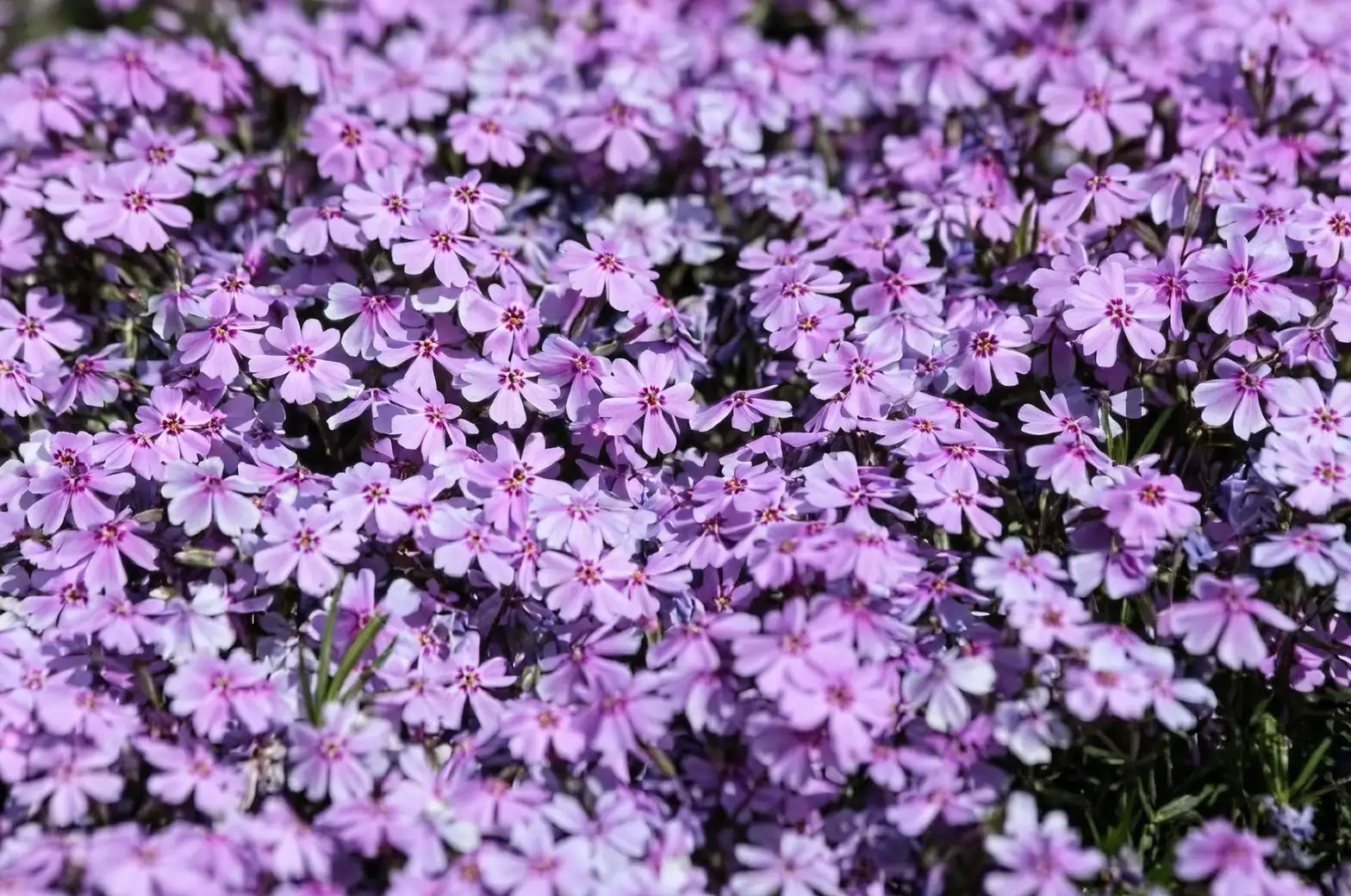 annual phlox spacing for airflow