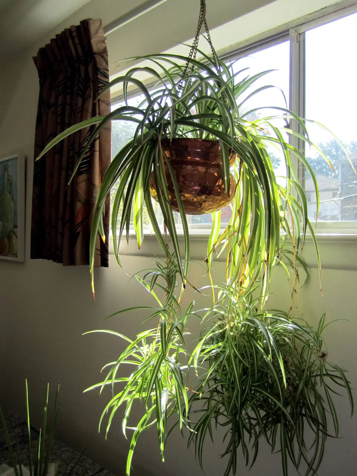 No More Crispy Tips: The Spider Plant Watering Playbook (Fluoride Fixes Included)