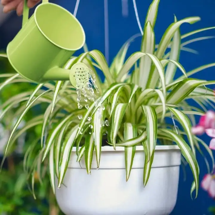 spider plant flushing soil in sink