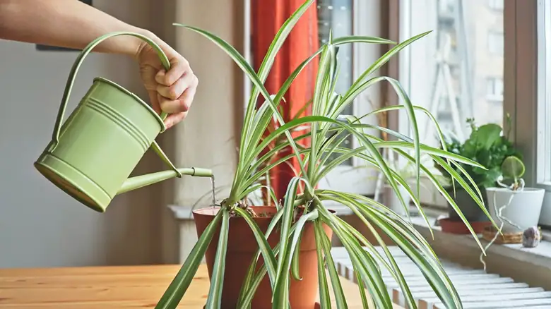 watering spider plant with rainwater