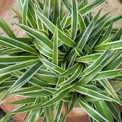 spider plant variegated leaves runners