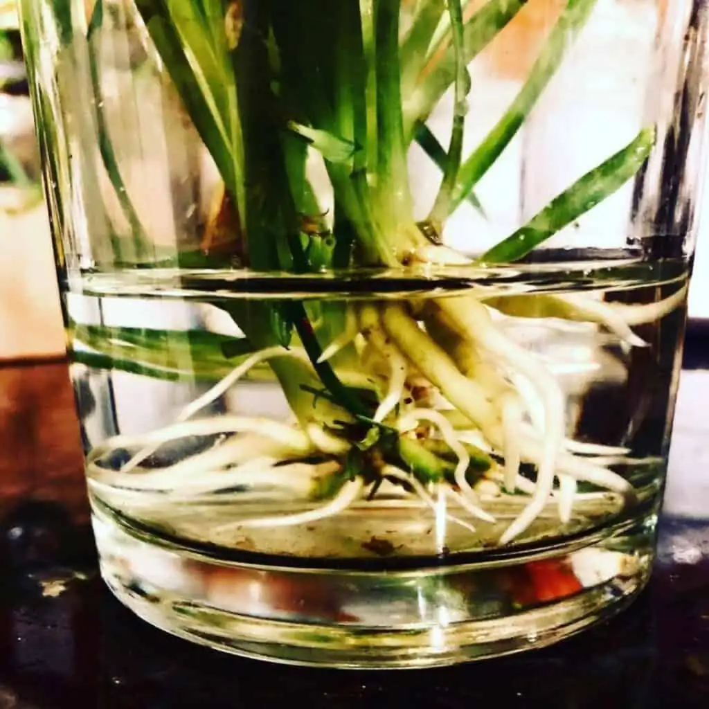 spider plant plantlet rooting water