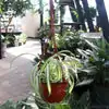 Baby Boom on a Hanger: Why Spider Plants Make ‘Spiderettes’—And How to Trigger More