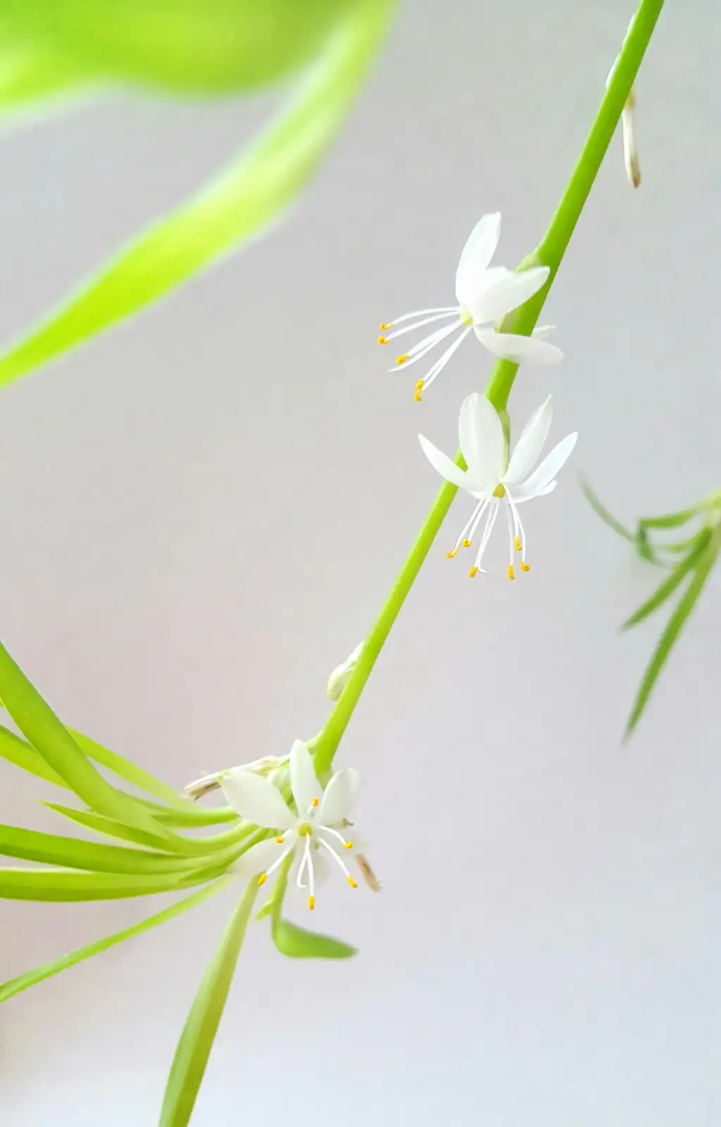 spider plant stolon flowers close up