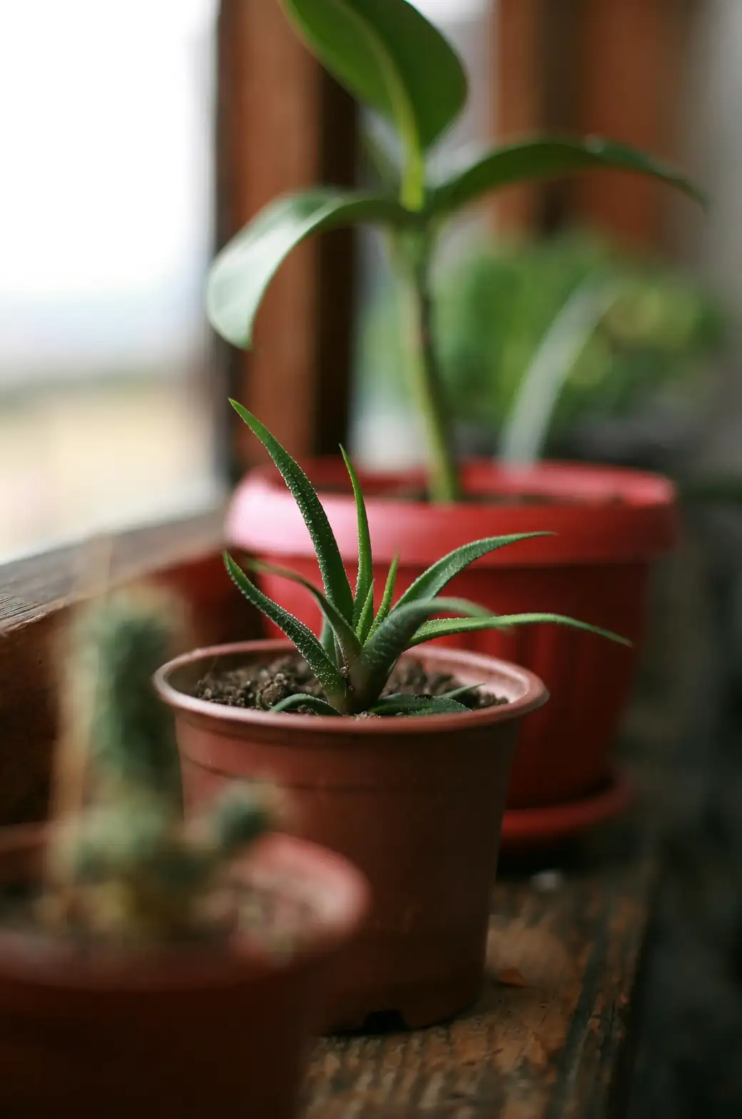 spider plant by east window